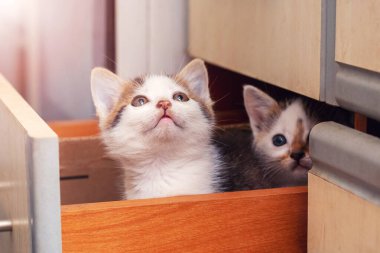 Two small beautiful kittens are sitting in the kitchen in a box. Interesting and funny cats