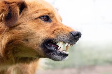 Saldırgan köpek havlıyor, dişlerini gösteriyor. Tehlikeli Öfkeli Köpek.