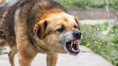 Saldırgan köpek havlıyor, dişlerini gösteriyor. Tehlikeli Öfkeli Köpek.