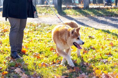 Akita köpeği ve sahibi sonbahar parkında yürüyorlar.