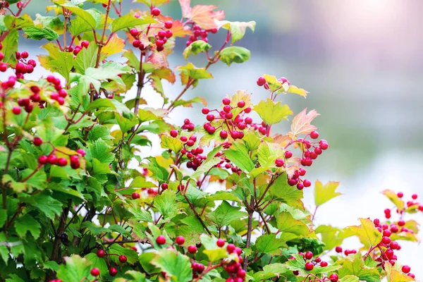 Viburnum Arbusto Com Bagas Vermelhas Fundo Desfocado — Fotografia de Stock