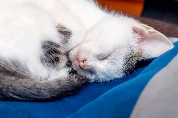 小白猫睡在办公椅上 睡个好觉 — 图库照片