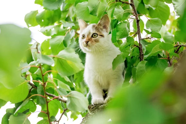 Pequeno Gatinho Branco Bonito Uma Árvore Entre Folhas Verdes Verão — Fotografia de Stock