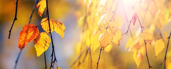 Gele Berkenbladeren Een Boom Van Dichtbij Een Wazige Achtergrond Herfstbladeren — Stockfoto