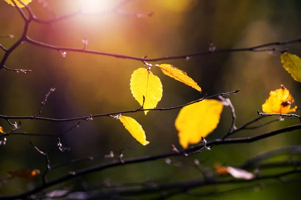 Желтые Осенние Листья Ветвях Деревьев Лесу Солнечную Погоду Темном Фоне — стоковое фото