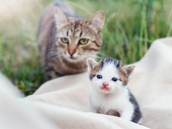 大きな猫は庭の小さな子猫を見る — ストック写真