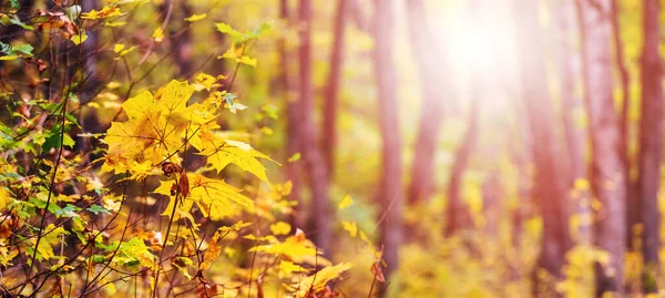 Magical Autumn Corner Forest Yellow Maple Leaves Sunny Day — Stock Photo, Image
