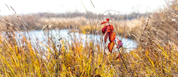 Jesienny Krajobraz Zagęszczeniami Suchej Trawy Osadu Czerwonych Liści Pędzie Drzew — Zdjęcie stockowe
