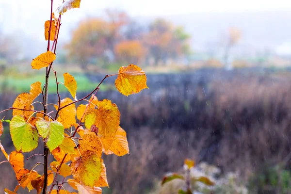 Ein Ast Mit Bunten Herbstblättern Auf Einer Wiese Bei Regnerischem — Stockfoto