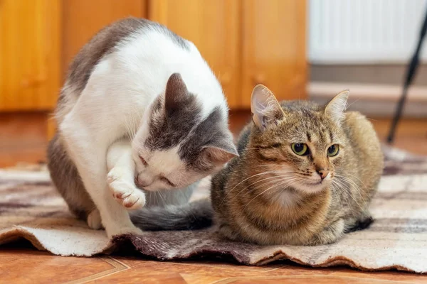 Two cats are sitting on the floor in a room, one cat is washing her face