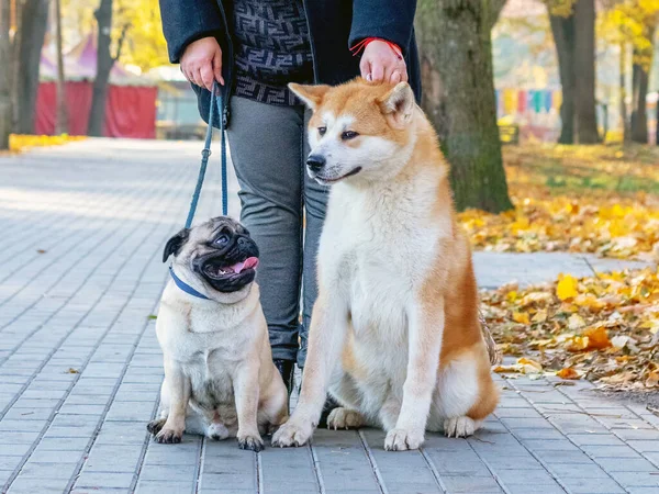Двоє Собак Породи Мопс Акіта Осінньому Парку Під Час Прогулянки — стокове фото