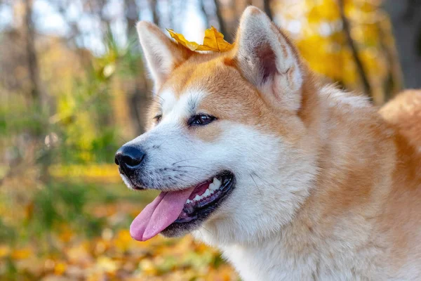 Portrait Akita Dog Autumn Park — Stock Photo, Image