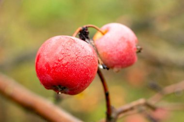 Olgun kırmızı elmalar, bulanık bir zemin üzerinde yağmur damlaları.