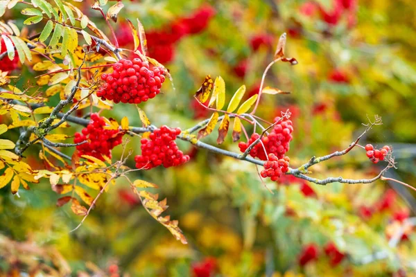 Červené Bobule Stromě Podzim — Stock fotografie