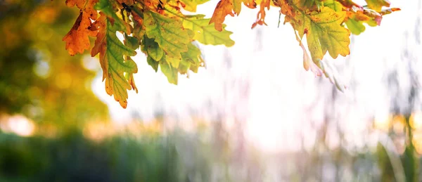 Veelkleurige Eikenbladeren Het Bos Tegen Lucht Herfstachtergrond — Stockfoto