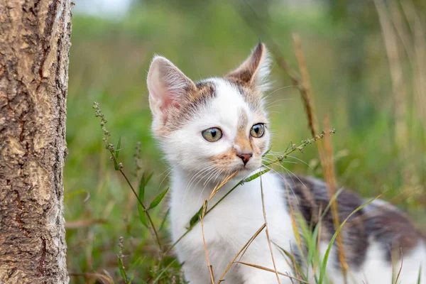 A small white spotted kitten in the garden among the grass. Kitten walking in the garden