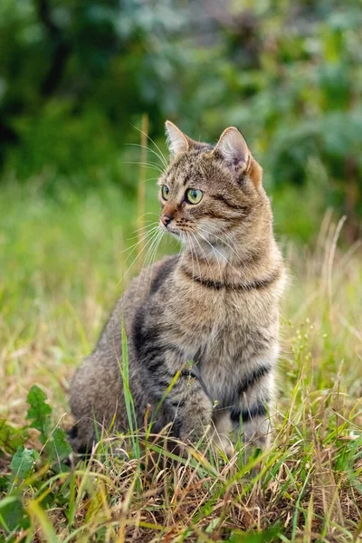 Brown Tabby Cat Sits Garden Grass — 스톡 사진