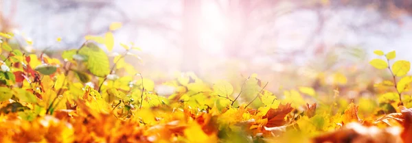 Podzimní Pozadí Padajícími Suchými Listy Zemi Rozmazaným Pozadím Slunci — Stock fotografie