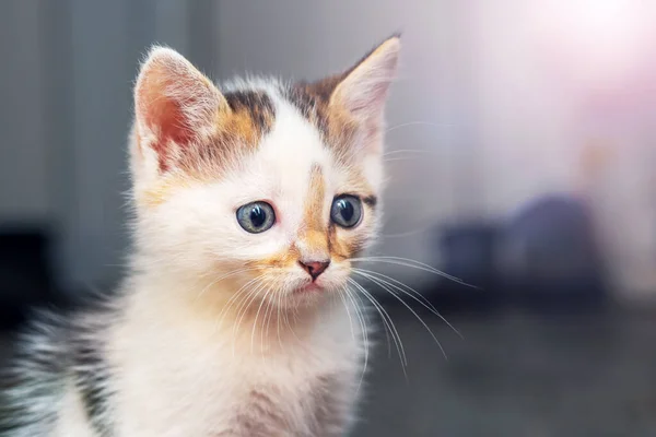 Pequeno Gatinho Com Olhar Cauteloso Quarto Fundo Embaçado — Fotografia de Stock