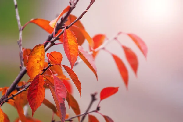 stock image Orange and red autumn leaves on a tree branch in autumn