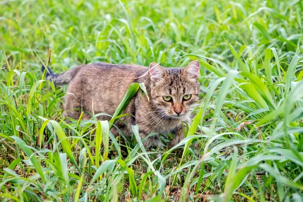 Brown Tabby Cat Walks Garden Mowed Grass Cat Hunt — 스톡 사진