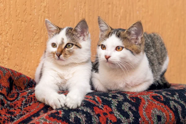 Δύο Γάτες Ξαπλώνουν Στο Χαλί Ένα Δωμάτιο Και Κοιτάζουν Κάτι — Φωτογραφία Αρχείου