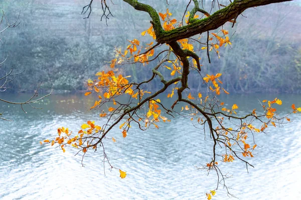 Gałąź Dębu Żółtymi Pomarańczowymi Jesiennymi Liśćmi Wisi Nad Wodą Nad — Zdjęcie stockowe