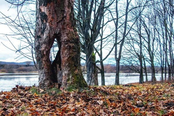 Старе Пошкоджене Дерево Великою Дірою Багажнику Восени Біля Річки Хвороба — стокове фото