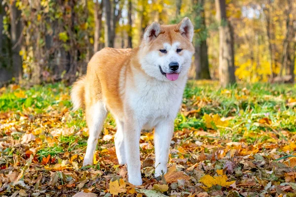 Cão Akita Parque Outono Para Passeio — Fotografia de Stock