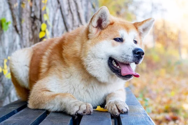 Akita Dog Lies Bench Autumn Park — Stock Photo, Image