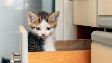 Küçük güzel bir kedi yavrusu mutfakta bir kutunun içinde oturuyor ve dikkatle kameraya bakıyor. İlginç ve komik kediler.