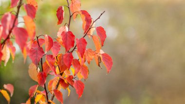 Sonbaharda, güneşli bir günde ormanda kırmızı yaprakları olan ağaç dalı, boşluğu taklit eder.