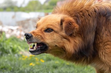 Saldırgan köpek havlıyor, dişlerini gösteriyor. Tehlikeli Öfkeli Köpek.