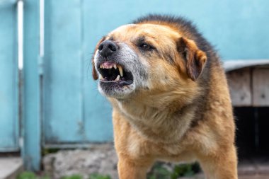 Saldırgan köpek havlıyor, dişlerini gösteriyor. Tehlikeli Öfkeli Köpek