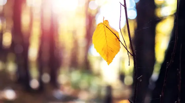 Gelbes Blatt Einem Baum Einem Herbstwald Einem Sonnigen Tag — Stockfoto