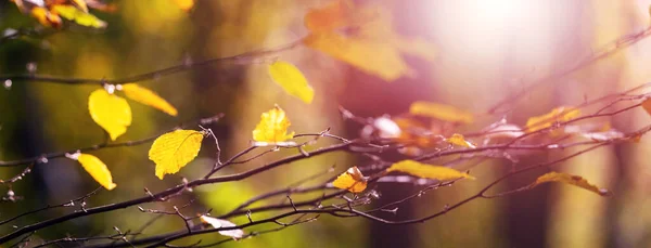 Herbst Hintergrund Mit Gelben Herbstblättern Auf Ästen Herbstwald Einem Sonnigen — Stockfoto