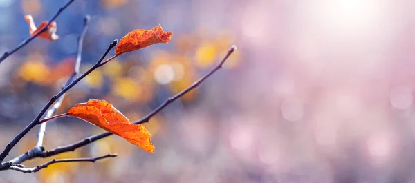 Hösten Bakgrund Med Röda Blad Trädgren Suddig Bakgrund Soligt Väder — Stockfoto