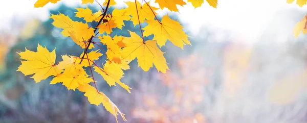 Fundo Outono Com Folhas Bordo Amarelas Galho Árvore Tempo Ensolarado — Fotografia de Stock