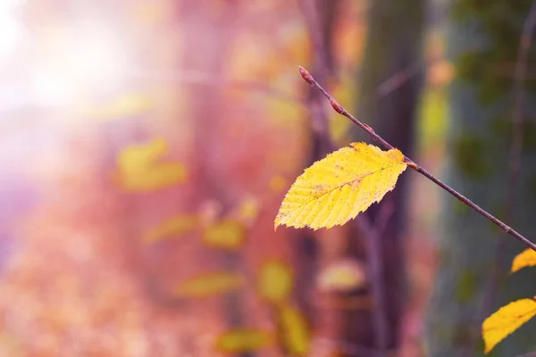 Tree Branch Forest Lonely Yellow Leaf Blurred Background Sunny Weather — Stock Photo, Image