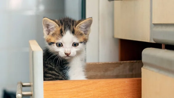 Pequeno Gatinho Lindo Está Sentado Cozinha Uma Caixa Está Olhando — Fotografia de Stock