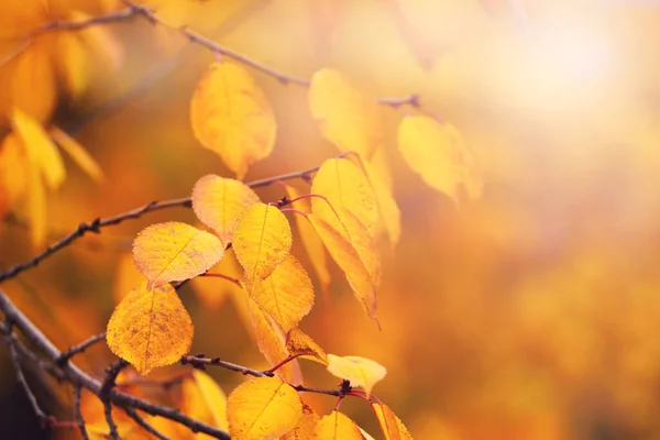 Гілка Дерева Апельсиновим Жовтим Листям Лісі Дереві Восени Сонячний День — стокове фото