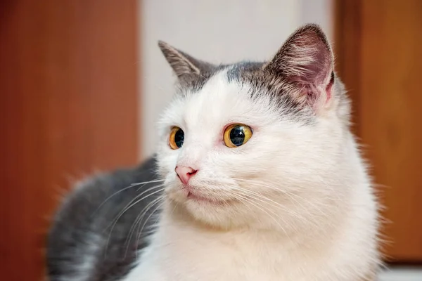 Retrato Gato Manchado Blanco Una Habitación —  Fotos de Stock