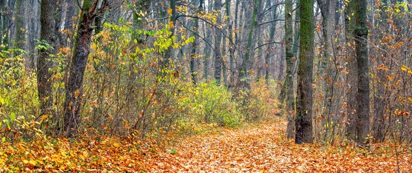 Panoráma Őszi Erdő Színes Levelek Fák Bokrok Lehullott Levelek Erdőben — Stock Fotó