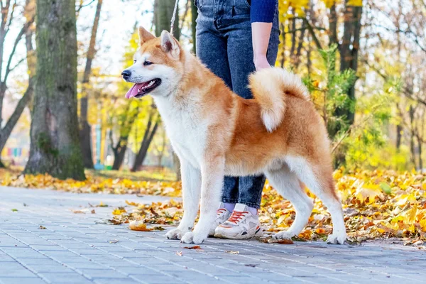 stock image Akita dog with a mistress in the autumn park among the yellow fallen leaves