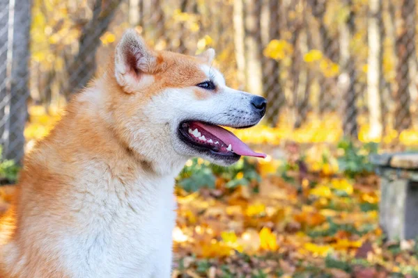 Retrato Perfil Close Cão Akita — Fotografia de Stock