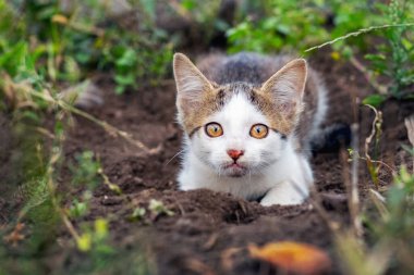 Beyaz benekli bir kedi bahçede bir delikte yatıyor ve dikkatlice bir şey izliyor.