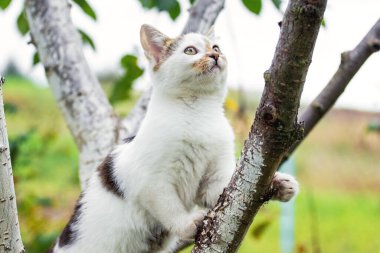 Ağaçtaki beyaz benekli kedi