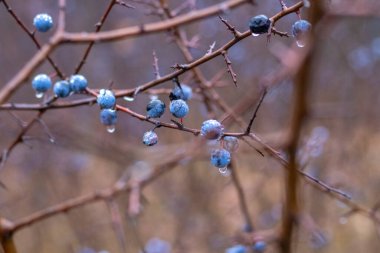 Sonbaharda ormanda yağmur damlalarıyla kaplı mavi böğürtlenli Blackthorn dalı