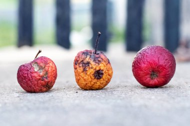 Arkaplanda kırışıklıklar olan üç solmuş elma.