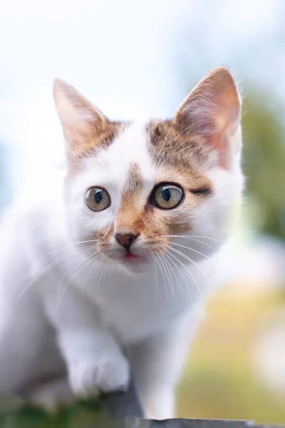 Gato Manchado Branco Com Olhar Atento — Fotografia de Stock